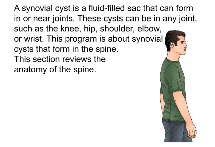 A synovial cyst is a fluid-filled sac that can form in or near joints. These cysts can be in any joint, such as the knee, hip, shoulder, elbow, or wrist. This health information is about synovial cysts that form in the spine. This section reviews the anatomy of the spine.