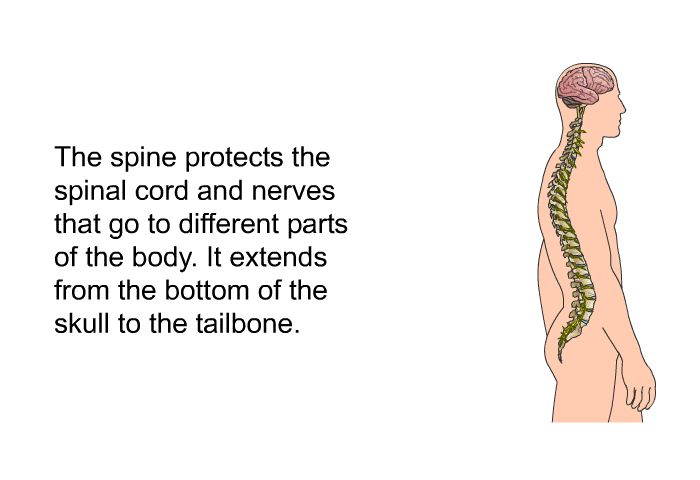 The spine protects the spinal cord and nerves that go to different parts of the body. It extends from the bottom of the skull to the tailbone.