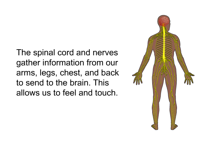 The spinal cord and nerves gather information from our arms, legs, chest, and back to send to the brain. This allows us to feel and touch.