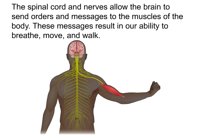 The spinal cord and nerves allow the brain to send orders and messages to the muscles of the body. These messages result in our ability to breathe, move, and walk.