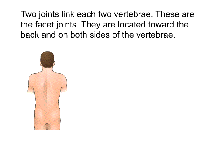 Two joints link each two vertebrae. These are the facet joints. They are located toward the back and on both sides of the vertebrae.