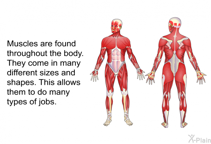 Muscles are found throughout the body. They come in many different sizes and shapes. This allows them to do many types of jobs.
