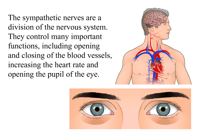 The sympathetic nerves are a division of the nervous system. They control many important functions, including opening and closing of the blood vessels, increasing the heart rate and opening the pupil of the eye.