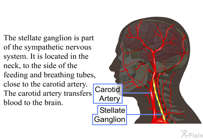 The stellate ganglion is part of the sympathetic nervous system. It is located in the neck, to the side of the feeding and breathing tubes, close to the carotid artery. The carotid artery transfers blood to the brain.