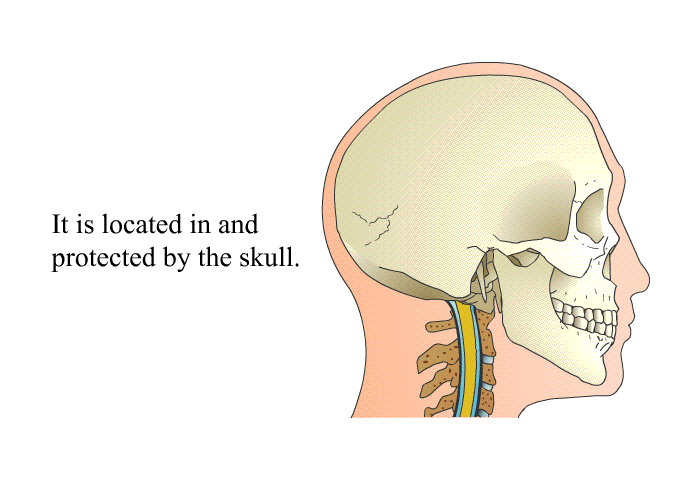 It is located in and protected by the skull.