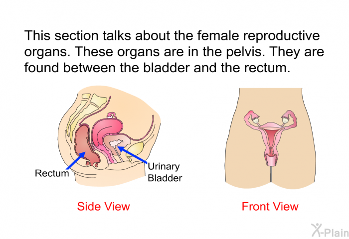 The female reproductive organs are in the pelvis. They are found between the bladder and the rectum.