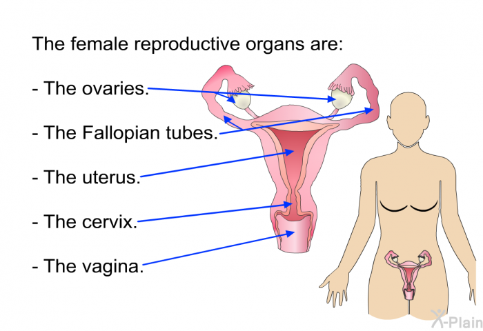 The female reproductive organs are:  The ovaries. The Fallopian tubes. The uterus. The cervix. The vagina.