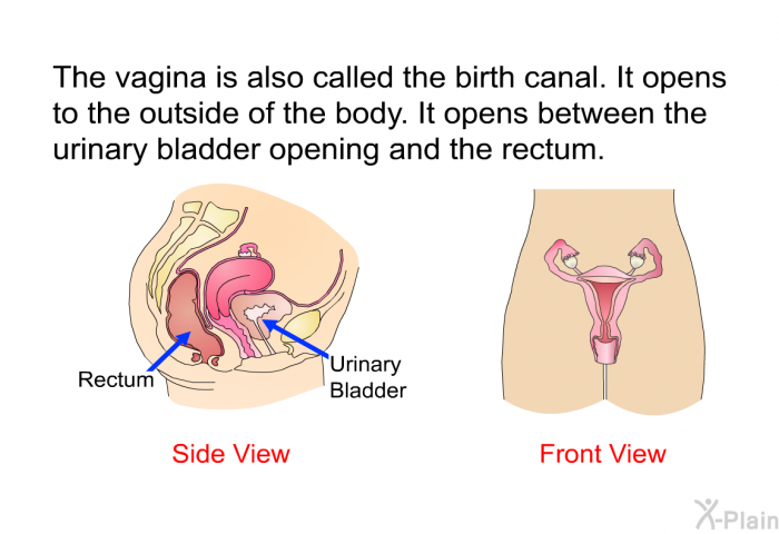 The vagina is also called the birth canal. It opens to the outside of the body. It opens between the urinary bladder opening and the rectum.