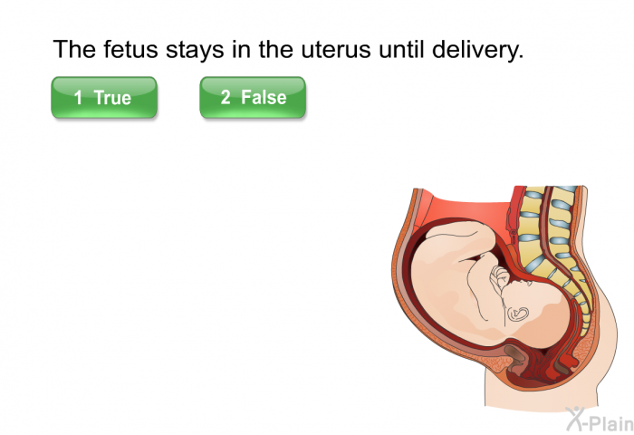 The fetus stays in the uterus until delivery. Select True or False.