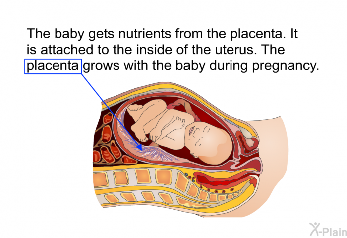 The baby gets nutrients from the placenta. It is attached to the inside of the uterus. The placenta grows with the baby during pregnancy.