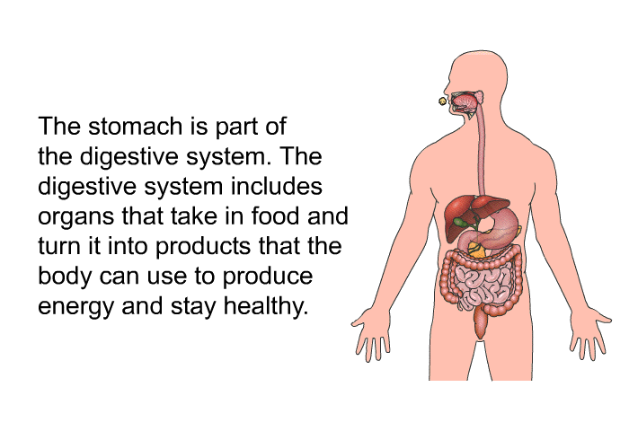 The stomach is part of the digestive system. The digestive system includes organs that take in food and turn it into products that the body can use to produce energy and stay healthy.