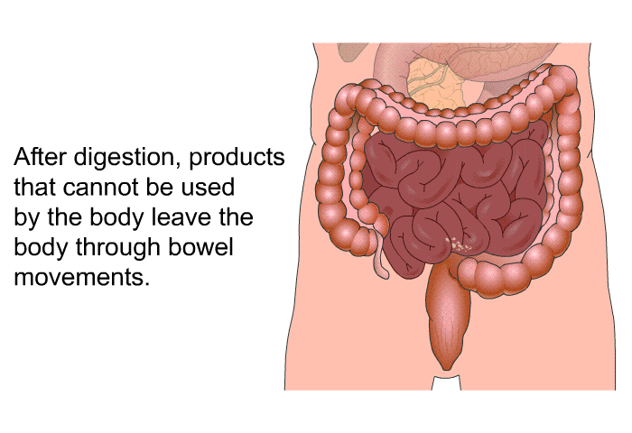 After digestion, products that cannot be used by the body leave the body through bowel movements.