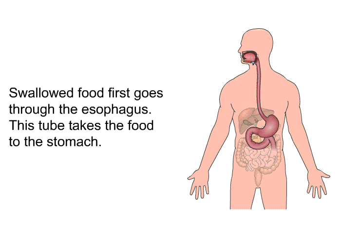 Swallowed food first goes through the esophagus. This tube takes the food to the stomach.