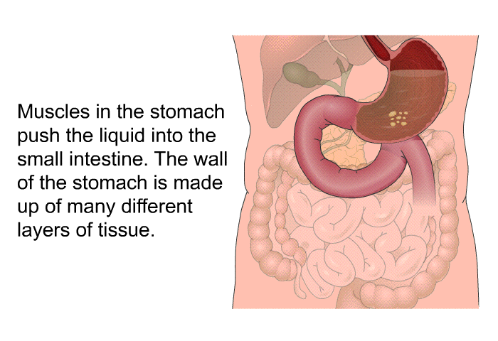 Muscles in the stomach push the liquid into the small intestine. The wall of the stomach is made up of many different layers of tissue.
