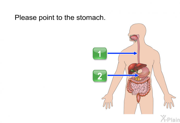 Please point to the stomach.