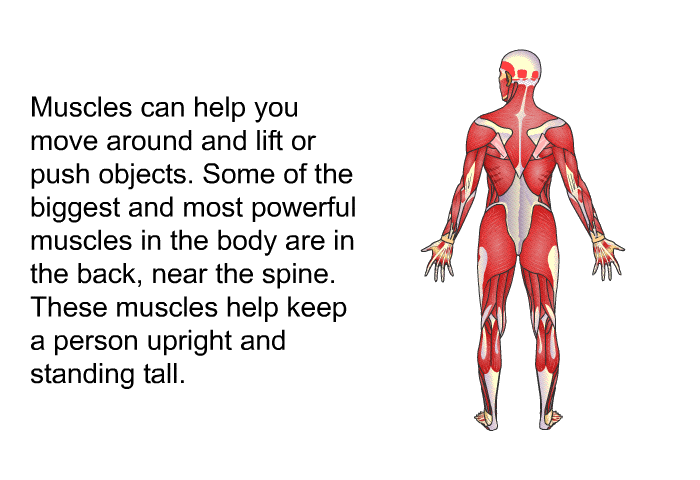 Muscles can help you move around and lift or push objects. Some of the biggest and most powerful muscles in the body are in the back, near the spine. These muscles help keep a person upright and standing tall.