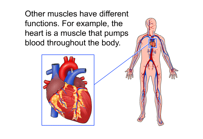 Other muscles have different functions. For example, the heart is a muscle that pumps blood throughout the body.