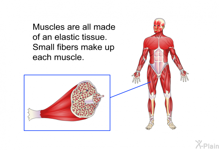 Muscles are all made of an elastic tissue. Small fibers make up each muscle.