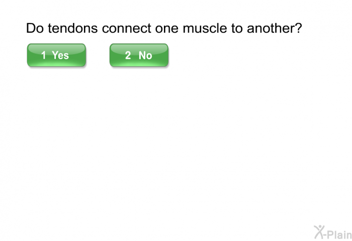 Do tendons connect one muscle to another? Select Yes or No.