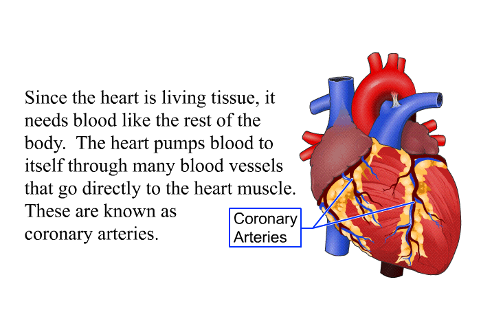 Since the heart is living tissue, it needs blood like the rest of the body. The heart pumps blood to itself through many blood vessels that go directly to the heart muscle. These are known as coronary arteries.