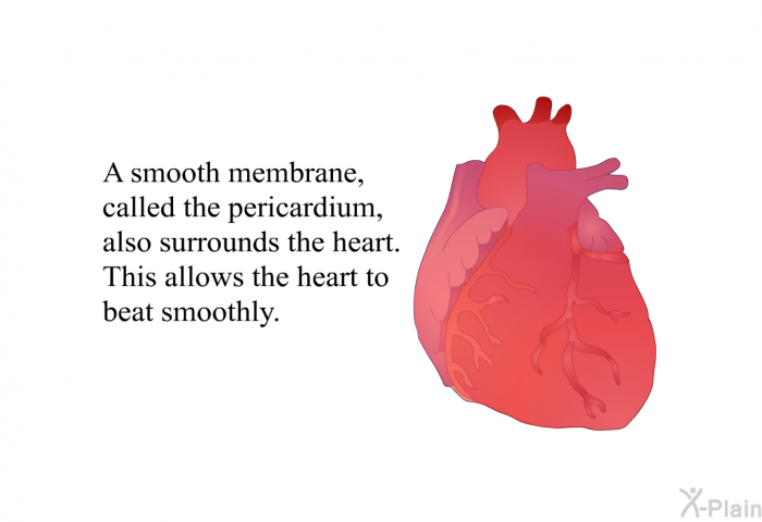 A smooth membrane called the pericardium also surrounds the heart. This allows the heart to beat smoothly.