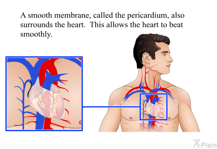 A smooth membrane called the pericardium also surrounds the heart. This allows the heart to beat smoothly.