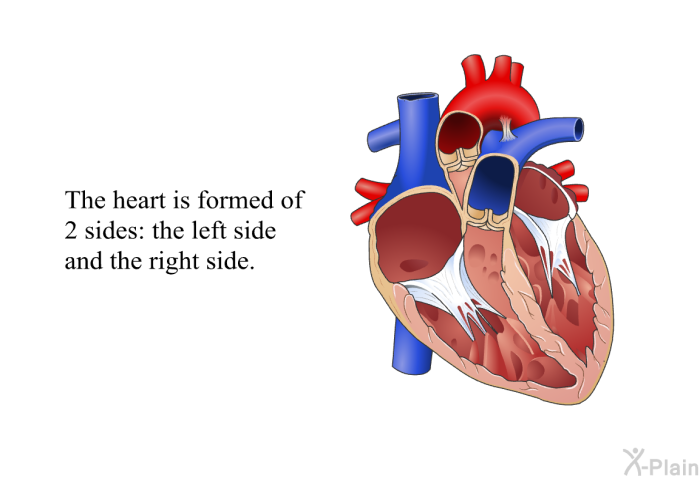 The heart is formed of 2 sides: the left side and the right side.