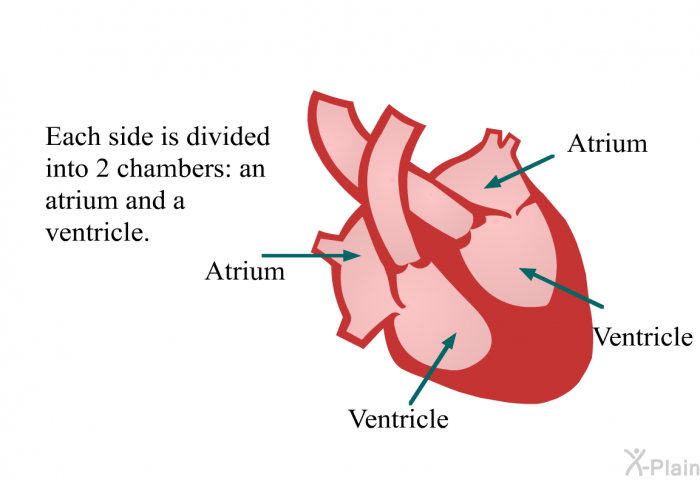 Each side is divided into 2 chambers: an atrium and a ventricle.
