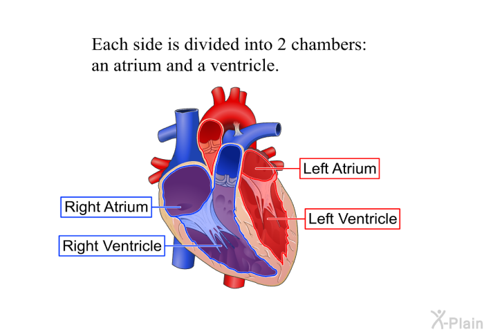 Each side is divided into 2 chambers: an atrium and a ventricle.