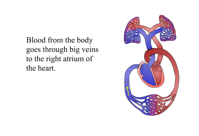 Blood from the body goes through big veins to the right atrium of the heart.