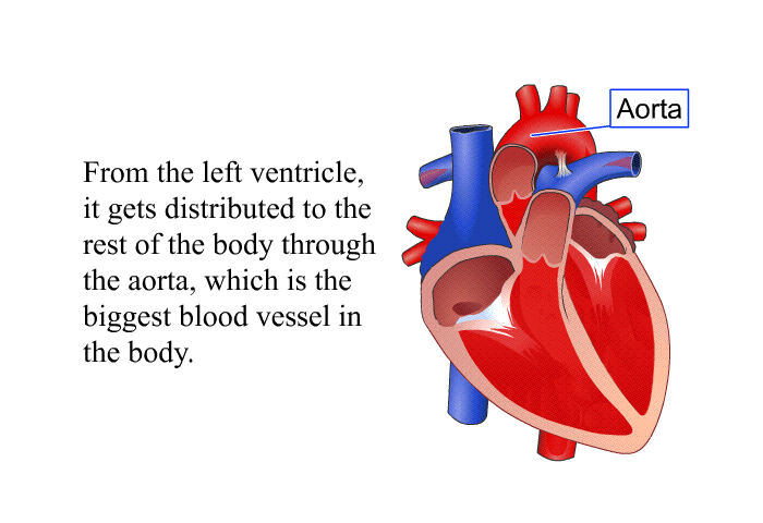 From the left ventricle, it gets distributed to the rest of the body through the aorta, which is the biggest blood vessel in the body.