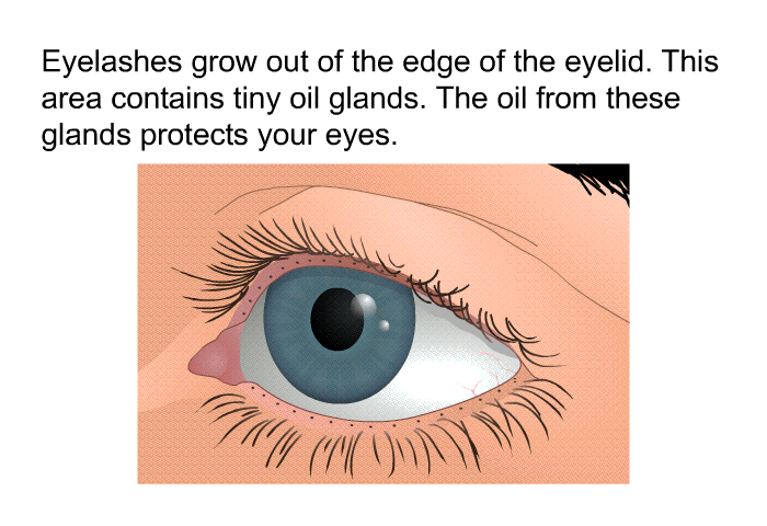 Eyelashes grow out of the edge of the eyelid. This area contains tiny oil glands. The oil from these glands protects your eyes.