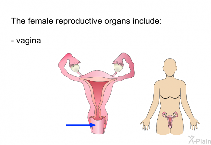 The female reproductive organs include:  vagina