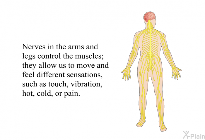 Nerves in the arms and legs control the muscles; they allow us to move and feel different sensations, such as touch, vibration, hot, cold, or pain.