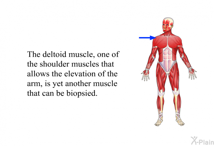 The deltoid muscle, one of the shoulder muscles that allows the elevation of the arm, is yet another muscle that can be biopsied.