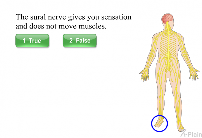 The sural nerve gives you sensation and does not move muscles.