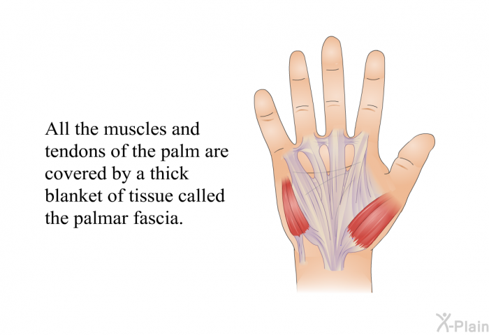 All the muscles and tendons of the palm are covered by a thick blanket of tissue called the palmar fascia.