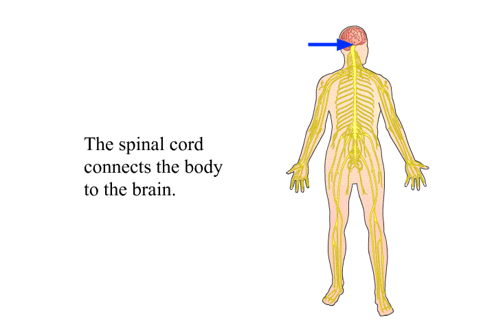 The spinal cord connects the body to the brain.