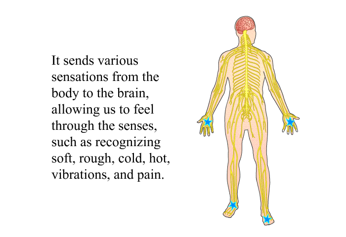 It sends various sensations from the body to the brain, allowing us to feel through the senses, such as recognizing soft, rough, cold, hot, vibrations, and pain.