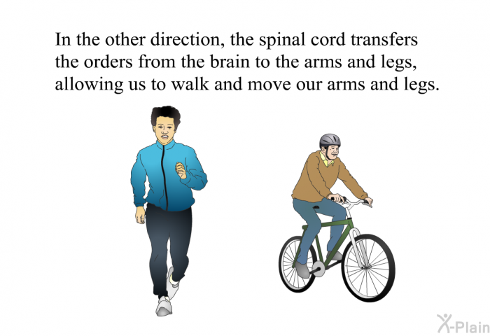 In the other direction, the spinal cord transfers the orders from the brain to the arms and legs, allowing us to walk and move our arms and legs.