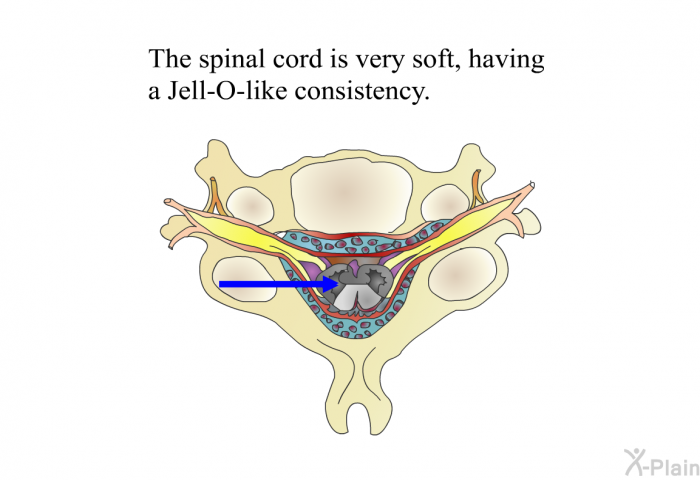 The spinal cord is very soft, having a Jell-O-like consistency.