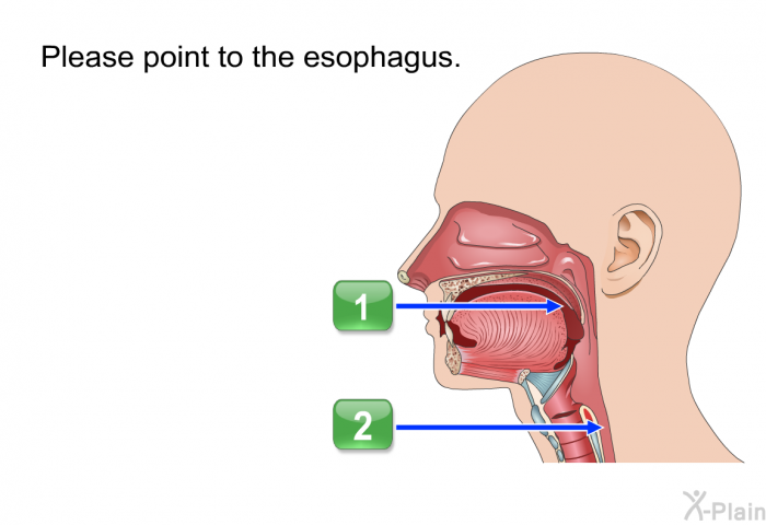 Please point to the esophagus.