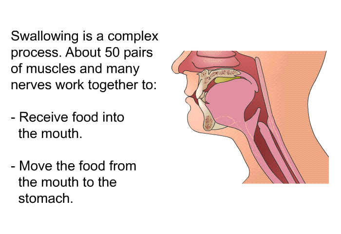 Swallowing is a complex process. About 50 pairs of muscles and many nerves work together to:  Receive food into the mouth. Move the food from the mouth to the stomach.