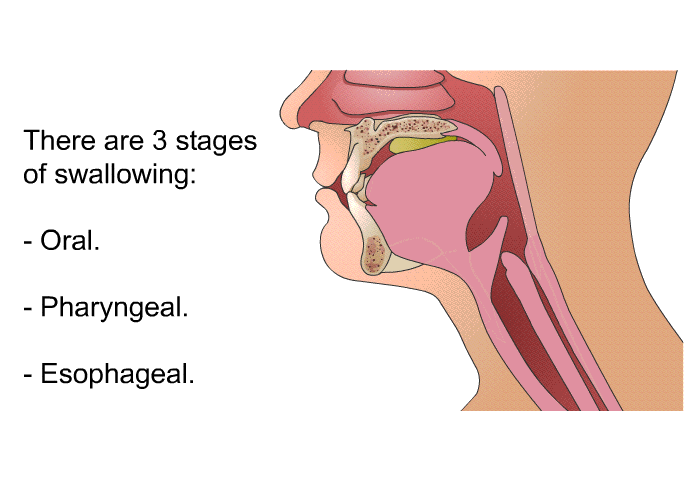 There are 3 stages of swallowing:  Oral. Pharyngeal. Esophageal.