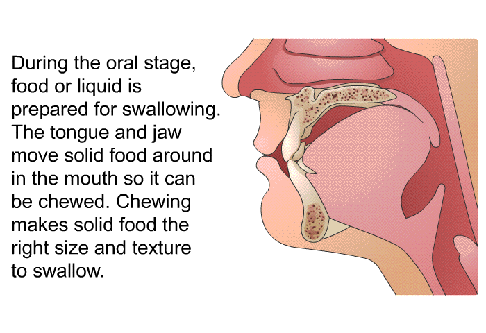 During the oral stage, food or liquid is prepared for swallowing. The tongue and jaw move solid food around in the mouth so it can be chewed. Chewing makes solid food the right size and texture to swallow.
