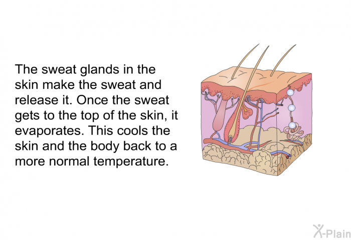 The sweat glands in the skin make the sweat and release it. Once the sweat gets to the top of the skin, it evaporates. This cools the skin and the body back to a more normal temperature.