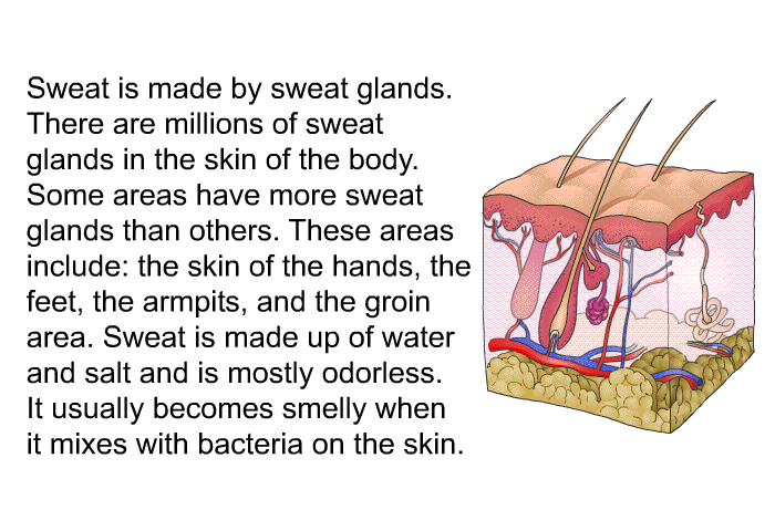 Sweat is made by sweat glands. There are millions of sweat glands in the skin of the body. Some areas have more sweat glands than others. These areas include: the skin of the hands, the feet, the armpits, and the groin area. Sweat is made up of water and salt and is mostly odorless. It usually becomes smelly when it mixes with bacteria on the skin