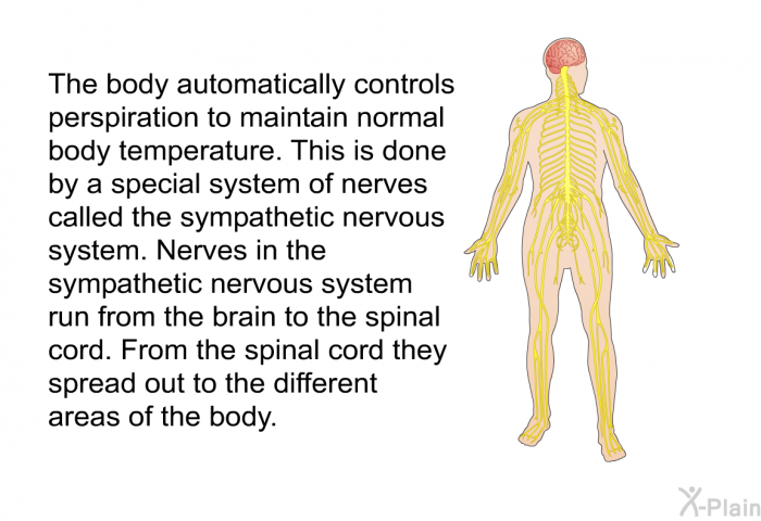 The body automatically controls perspiration to maintain normal body temperature. This is done by a special system of nerves called the sympathetic nervous system. Nerves in the sympathetic nervous system run from the brain to the spinal cord. From the spinal cord they spread out to the different areas of the body.