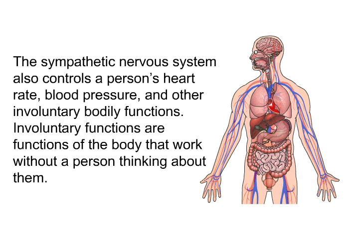 The sympathetic nervous system also controls a person's heart rate, blood pressure, and other involuntary bodily functions. Involuntary functions are functions of the body that work without a person thinking about them.
