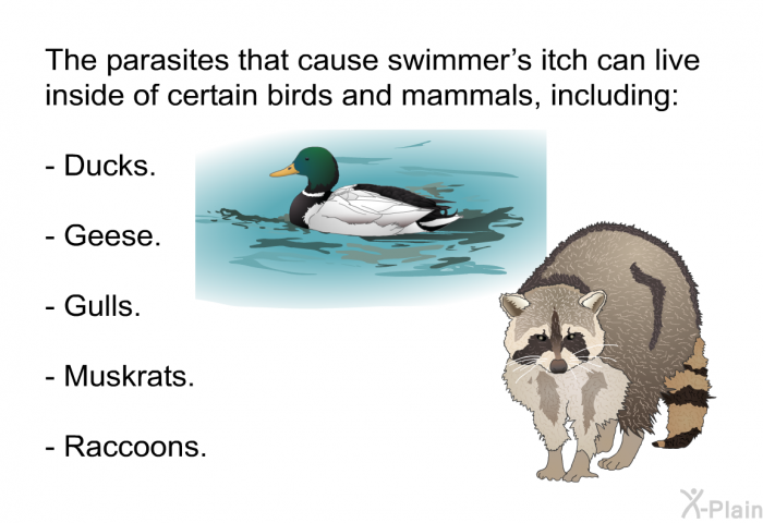 The parasites that cause swimmer's itch can live inside of certain birds and mammals, including:  Ducks. Geese. Gulls. Muskrats. Raccoons.